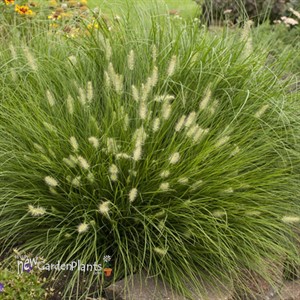'Little Bunny' Miniature Fountain Grass