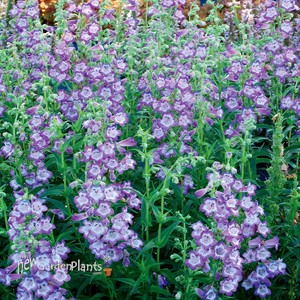 ‘Cha Cha Lavender’ Penstemon