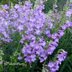 ‘Cha Cha Lavender’ Penstemon