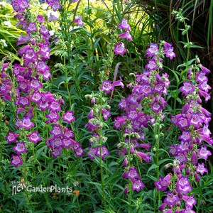 ‘Cha Cha Lavender’ Penstemon
