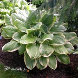 'Fragrant Bouquet' Hosta