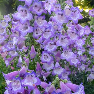 ‘Cha Cha Lavender’ Penstemon