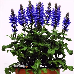 'Blue Marvel' Sage