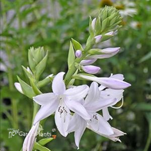 'Fragrant Bouquet' Hosta