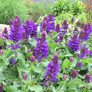 'Blue Marvel' Sage