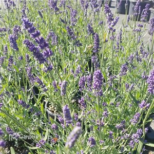 SuperBlue English Lavender
