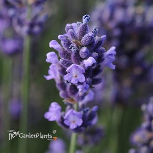 SuperBlue English Lavender