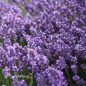 SuperBlue English Lavender