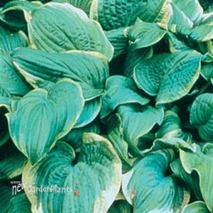 'Fragrant Bouquet' Hosta