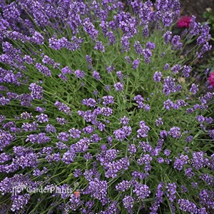 SuperBlue English Lavender