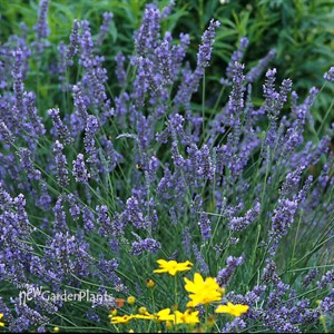 Lavender 'Grosso'