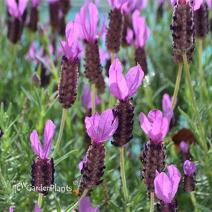 'Otto Quast' Spanish Lavender