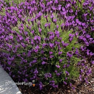 'Otto Quast' Spanish Lavender