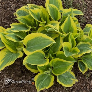 Hosta 'Liberty' PP12531 