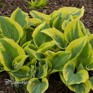 Hosta 'Liberty' PP12531 