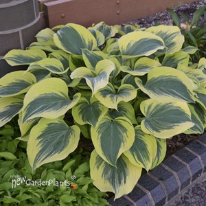 Hosta 'Liberty' PP12531 