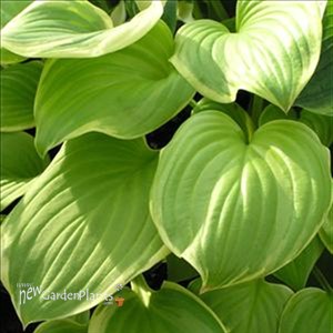'Fragrant Bouquet' Hosta