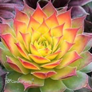 Chick Charms® 'Gold Nugget'