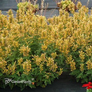 Agastache POQUITO Butter Yellow