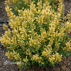 Agastache POQUITO Butter Yellow
