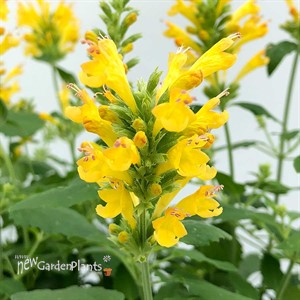Agastache POQUITO Butter Yellow