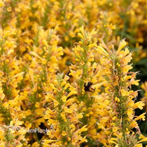 Agastache POQUITO Butter Yellow