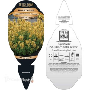 Agastache POQUITO Butter Yellow