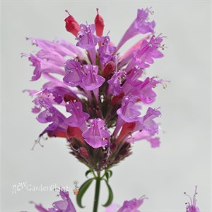 Sunrise™ 'Violet'  Agastache