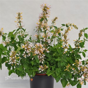 Sunrise® White Agastache