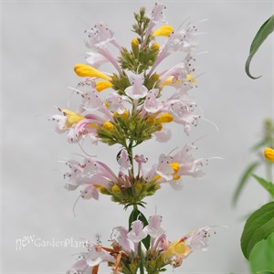 Sunrise® White Agastache