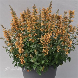 Sunrise™ 'Yellow' Agastache
