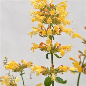 Sunrise™ 'Yellow' Agastache