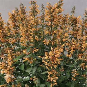 Sunrise™ 'Yellow' Agastache