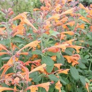 'Tango' Hyssop Agastache