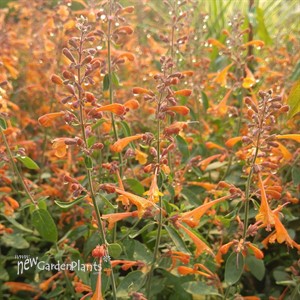 'Tango' Hyssop Agastache