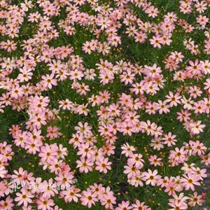 'Shades of Rose' Tickseed