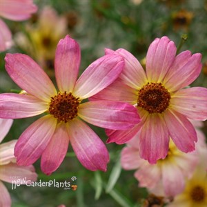 'Shades of Rose' Tickseed