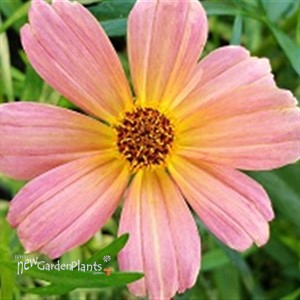 'Shades of Rose' Tickseed