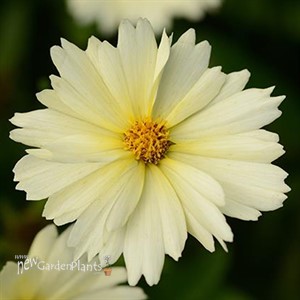 UpTick™ Cream Tickseed