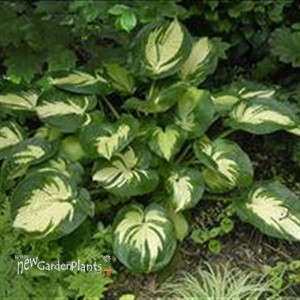 'Great Expectations' Hosta