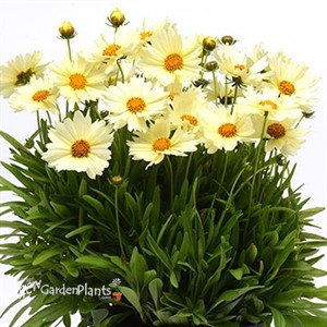 UpTick™ Cream Tickseed