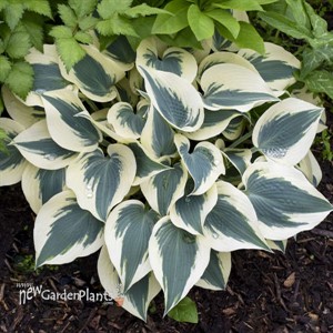 Hosta 'Blue Ivory' PP19623