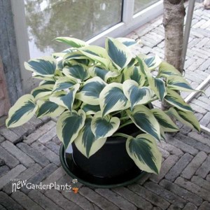 Hosta 'Blue Ivory' PP19623