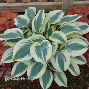 Hosta 'Blue Ivory' PP19623