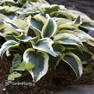 Hosta 'Blue Ivory' PP19623