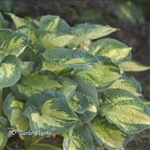 'Great Expectations' Hosta