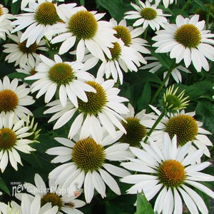 Echinacea 'Feeling White' Coneflower