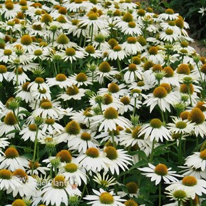 Echinacea 'Feeling White' Coneflower