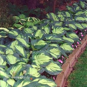 'Great Expectations' Hosta