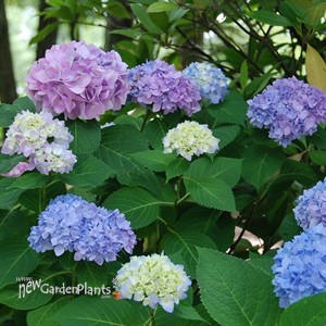 'Penny Mac' Hydrangea